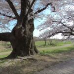VR180  ﾊﾞｰﾁｬﾙ京都観光 絶景 背割堤 の 桜 並木 02 Japan KYOTO  Beautiful Cherry blossom 2022 Japanese Sakura