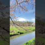 【忍野村の桜風景】忍野村新名庄川の富士山と桜の風景