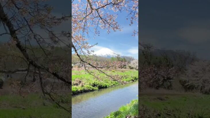 【忍野村の桜風景】忍野村新名庄川の富士山と桜の風景