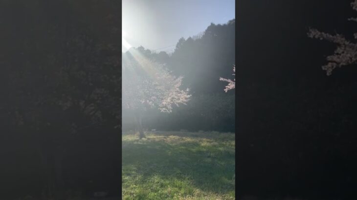 毎年見る好きな風景🌸🌿#桜#꽃#사쿠라#일본의풍경#일본#풍경