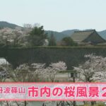 市内の桜風景 2022