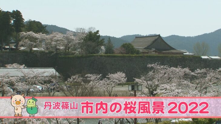 市内の桜風景 2022