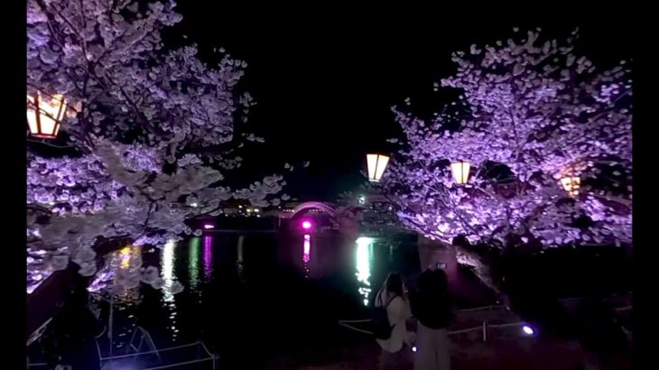 360°Promotion VR video of Iwakuni City “Sakura in spring version”