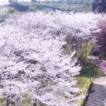 【OKUドローン】大教桜2022 #shorts