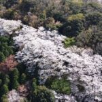 【 ドローン空撮 】　西尾市、万燈山の桜