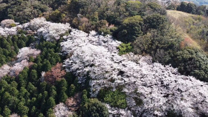 【 ドローン空撮 】　西尾市、万燈山の桜