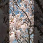 【日本の美しい景色】桜風景/Japanese landscape