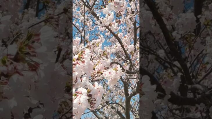 【日本の美しい景色】桜風景/Japanese landscape