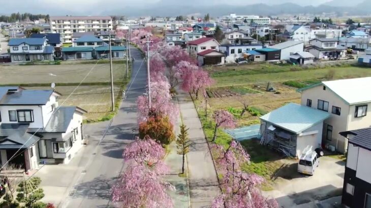 2020年撮影しだれ桜並木(ドローン撮影)