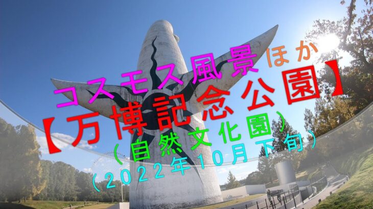 コスモス風景ほか【万博記念公園（自然文化園）】(2022年10月下旬)