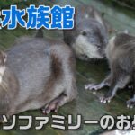 桂浜水族館 2022年10月1日 王子、桜ちゃんファミリー 給餌風景【カワウソ】