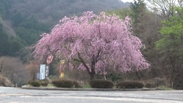 【やまなみハイウェイ】桜天国別府＜4＞