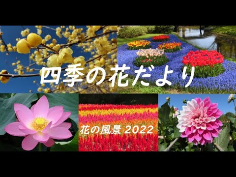 YYゆたか：四季の自然＆風景：四季の花だより：花の風景2022