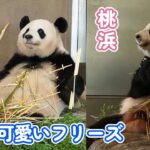 【桜浜、桃浜ふたごパンダ姉妹の食事風景が可愛いい、時々フリーズ】