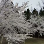 とある横手市内公園の桜風景