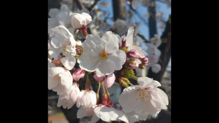さくら🌸　#さくら #桜 #自然の風景 #花 #空