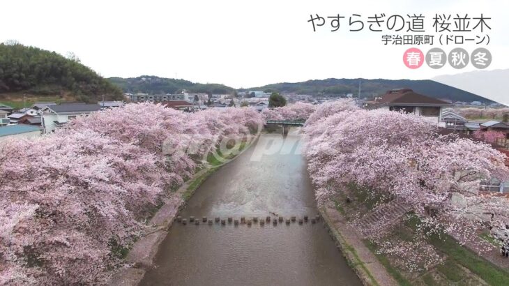 【京都素材レンタルサービス】やすらぎの道 桜並木／宇治田原町 （ドローン）【京都】