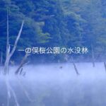 山口県の風景『一の俣桜公園の水没林』下関市