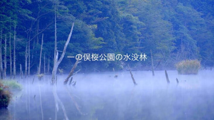 山口県の風景『一の俣桜公園の水没林』下関市