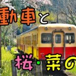 【風景写真】 気動車 と 桜 ・ 菜の花