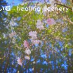 [11月の桜]癒しの日常風景