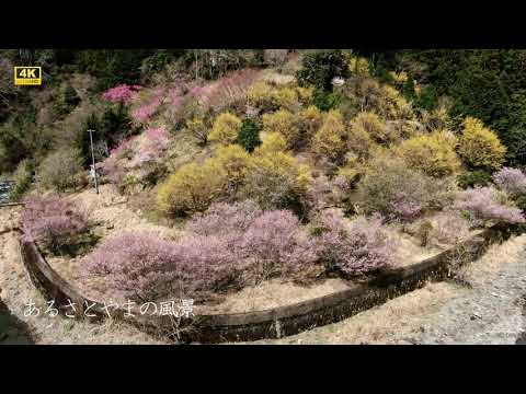 2022年春 桜のある風景