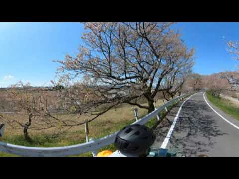 (360° VR) 2022春、一宮木曽川堤の桜