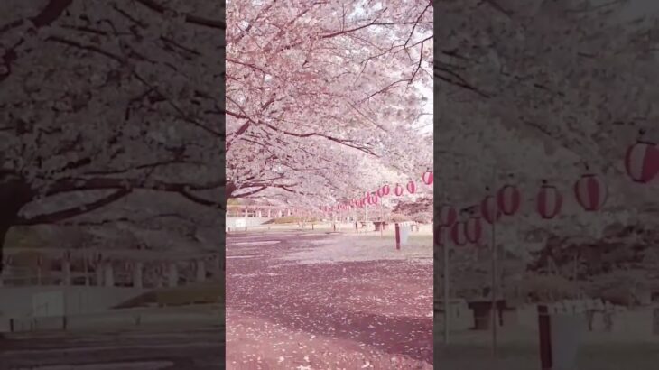 桜散る儚い風景 散歩道