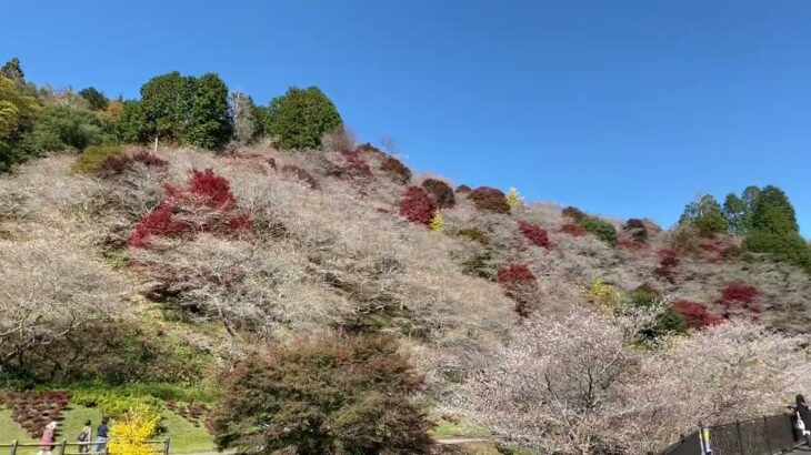 小原四季桜まつり　川見四季桜の里の風景