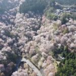 ドローン　空撮　吉野山　千本桜を空撮しました。