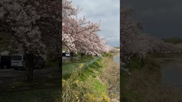 埼玉県滑川町の桜風景とウグイスのさえずり