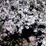 2018年03月31日の風景　栗林公園　桜　ライトアップ