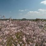 【ドローン空撮】桜の散る頃その２_木更津飛行場2022