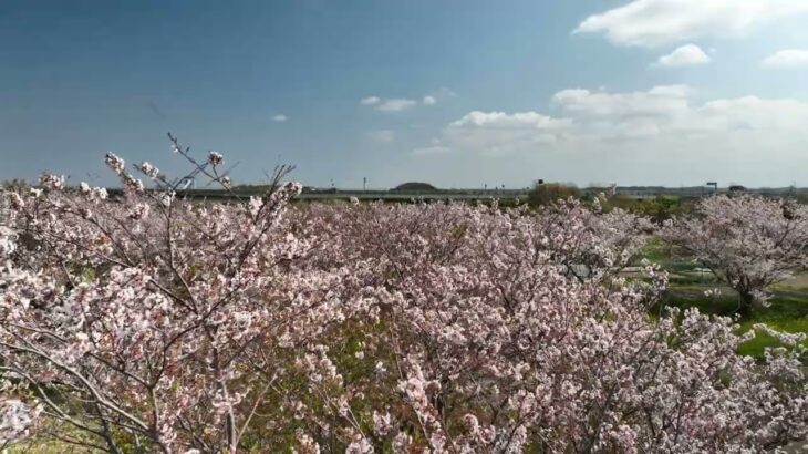 【ドローン空撮】桜の散る頃その２_木更津飛行場2022