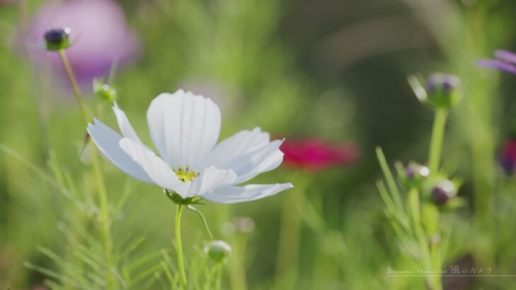 【4K】 #45知多市 田園の四季　コスモスと四季桜【風のカメラ 5 minutes photofiller】