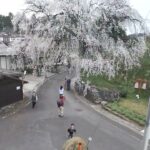 しだれ桜　～マイクロドローン［HD］
