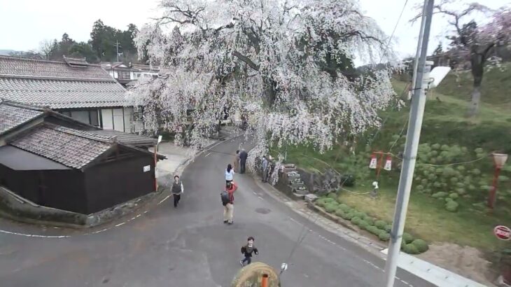 しだれ桜　～マイクロドローン［HD］