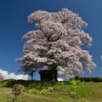 福島の桜風景