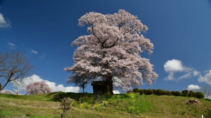 福島の桜風景