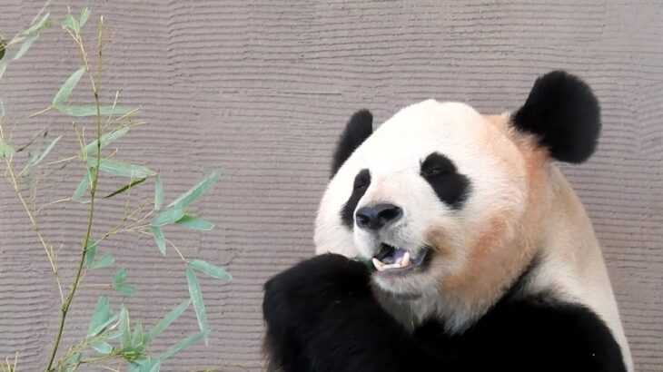 桜浜の食事風景アドベンチャーワールド桜浜パンダ🐼