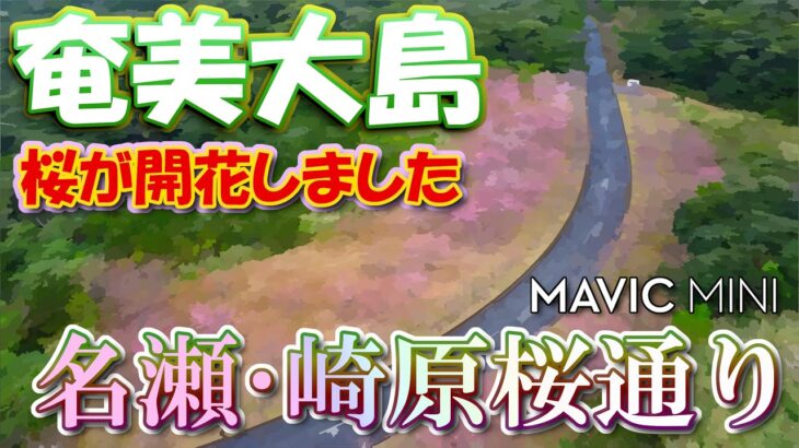 【ドローン】2023年の奄美大島の桜･奄美市名瀬崎原(崎原桜通り)【開花直後の桜】