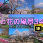 特集　桜と花の風景34選(4K-HDR)