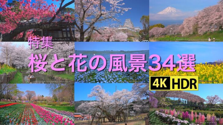 特集　桜と花の風景34選(4K-HDR)