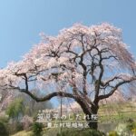 【空撮】推定樹齢400年　笹見平のしだれ桜【豊丘村の風景】