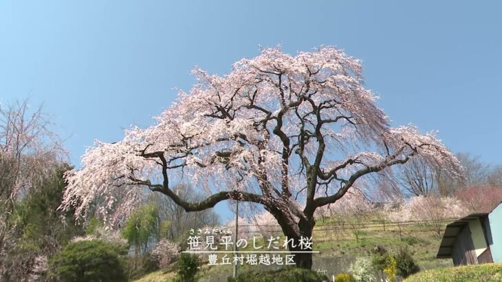【空撮】推定樹齢400年　笹見平のしだれ桜【豊丘村の風景】