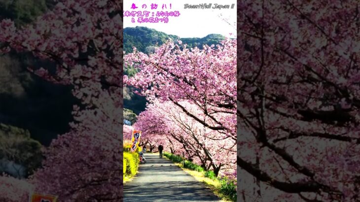 【春の訪れ・みなみの桜と菜の花まつり】みなみの桜と菜の花まつり(静岡県・南伊豆町)と和風音楽で 楽しいひと時を！#shorts