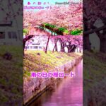 【春の訪れ・笠松河津桜ロード】笠松河津桜ロード(三重県)の桜と和風音楽で 楽しいひと時を！#shorts