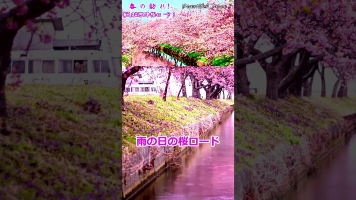 【春の訪れ・笠松河津桜ロード】笠松河津桜ロード(三重県)の桜と和風音楽で 楽しいひと時を！#shorts