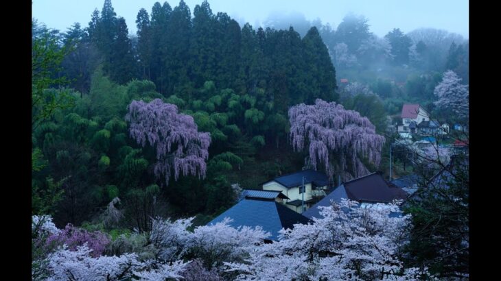 ふくしま桜風景