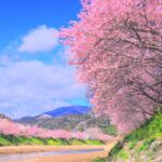 4K映像 桜の絶景「２月の伊豆は河津桜」本州一の早咲きの桜 日本の美しい四季 静岡県 河津町 2月中旬 お花見 自然風景